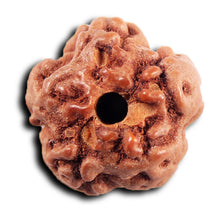 Load image into Gallery viewer, Non Mukhi Rudraksha from Indonesia - Bead No.32