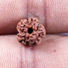 Load image into Gallery viewer, Non Mukhi Rudraksha from Indonesia - Bead No.32