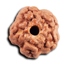 Load image into Gallery viewer, Non Mukhi Rudraksha from Indonesia - Bead No.33