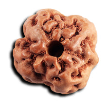 Load image into Gallery viewer, Non Mukhi Rudraksha from Indonesia - Bead No.22