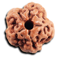 Load image into Gallery viewer, Non Mukhi Rudraksha from Indonesia - Bead No.23