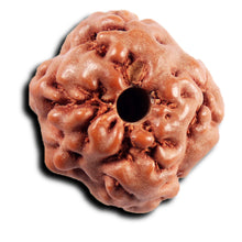 Load image into Gallery viewer, Non Mukhi Rudraksha from Indonesia - Bead No.24