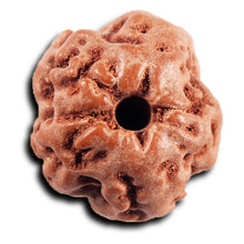 Load image into Gallery viewer, Non Mukhi Rudraksha from Indonesia - Bead No.26