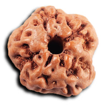 Load image into Gallery viewer, Non Mukhi Rudraksha from Indonesia - Bead No.29