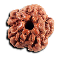 Load image into Gallery viewer, Non Mukhi Rudraksha from Indonesia - Bead No.32