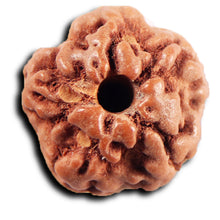 Load image into Gallery viewer, Non Mukhi Rudraksha from Indonesia - Bead No.33