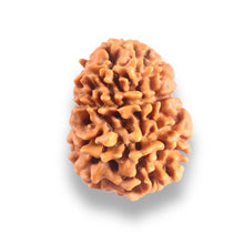 Load image into Gallery viewer, 9 Mukhi Nepalese Rudraksha - Bead No. 444