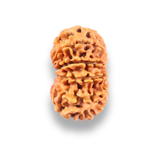 Load image into Gallery viewer, 10 Mukhi Nepalese Rudraksha - Bead No. 444