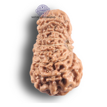 Load image into Gallery viewer, 16 Mukhi Rudraksha from Indonesia - Bead No. 348