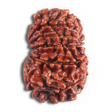 Load image into Gallery viewer, 14 Mukhi Nepalese Rudraksha - Bead No. 341