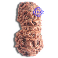 Load image into Gallery viewer, 16 Mukhi Rudraksha from Indonesia - Bead No. 110