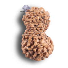Load image into Gallery viewer, 16 Mukhi Rudraksha from Indonesia - Bead No. 345