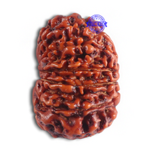 Load image into Gallery viewer, 14 Mukhi Nepalese Rudraksha - Bead No. 282