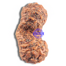 Load image into Gallery viewer, 16 Mukhi Gaurishankar Rudraksha from Indonesia - Bead No. 183