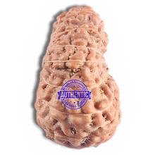 Load image into Gallery viewer, 16 Mukhi Rudraksha from Indonesia - Bead No. 316