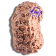 Load image into Gallery viewer, 16 Mukhi Rudraksha from Indonesia - Bead No. 121