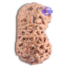 Load image into Gallery viewer, 16 Mukhi Rudraksha from Indonesia - Bead No. 315
