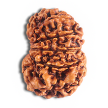 Load image into Gallery viewer, 14 Mukhi Nepalese Rudraksha - Bead No. 338