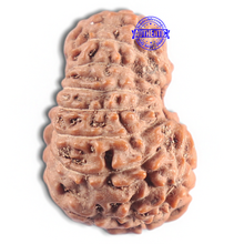 Load image into Gallery viewer, 16 Mukhi Rudraksha from Indonesia - Bead No. 320