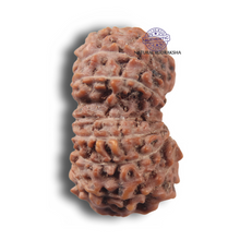 Load image into Gallery viewer, 17 Mukhi Rudraksha from Indonesia - Bead No. 290