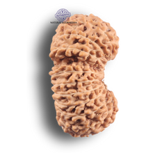 Load image into Gallery viewer, 21 Mukhi Indonesian Rudraksha - Bead No. 174