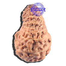 Load image into Gallery viewer, 20 Mukhi Indonesian Rudraksha - Bead 90