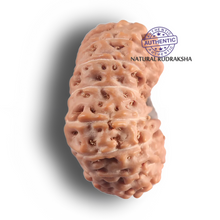 Load image into Gallery viewer, 17 Mukhi Rudraksha from Indonesia - Bead No. 295