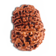 Load image into Gallery viewer, 14 Mukhi Nepalese Rudraksha - Bead No. 310