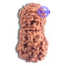 Load image into Gallery viewer, 16 Mukhi Rudraksha from Indonesia - Bead No. 185