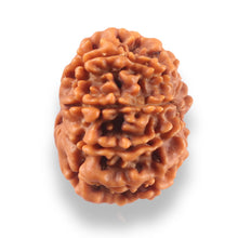 Load image into Gallery viewer, 9 Mukhi Nepalese Rudraksha - Bead No. 437