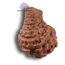 Load image into Gallery viewer, 21 Mukhi Indonesian Rudraksha - Bead No. 171