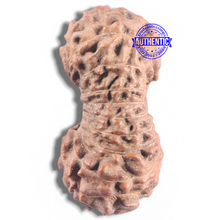 Load image into Gallery viewer, 20 Mukhi Indonesian Rudraksha - Bead 23