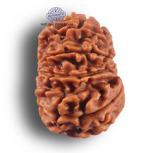 Load image into Gallery viewer, 9 Mukhi Nepalese Rudraksha - Bead No. 462