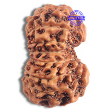 Load image into Gallery viewer, 16 Mukhi Rudraksha from Indonesia - Bead No. 294