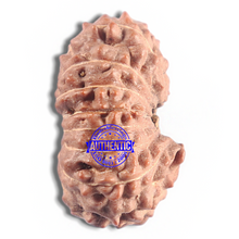Load image into Gallery viewer, 16 Mukhi Rudraksha from Indonesia - Bead No. 318
