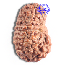 Load image into Gallery viewer, 16 Mukhi Rudraksha from Indonesia - Bead No. 123