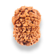 Load image into Gallery viewer, 9 Mukhi Nepalese Rudraksha - Bead No. 436
