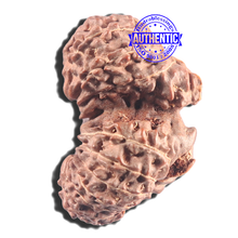 Load image into Gallery viewer, 20 Mukhi Indonesian Gaurishankar Rudraksha - Bead 77