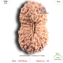 Load image into Gallery viewer, 20 Mukhi Indonesian Rudraksha - Bead 15