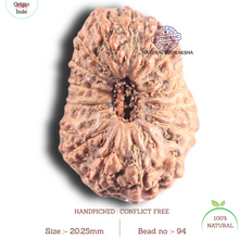 Load image into Gallery viewer, 17 Mukhi Rudraksha from Indonesia - Bead No. 94