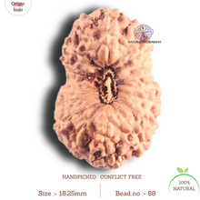 Load image into Gallery viewer, 18 Mukhi Rudraksha from Indonesia - Bead No. 88