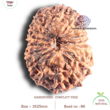 Load image into Gallery viewer, 18 Mukhi Rudraksha from Indonesia - Bead No. 86