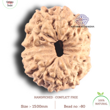 Load image into Gallery viewer, 14 mukhi Indonesian Rudraksha - Bead No. 80