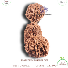 Load image into Gallery viewer, 29 Mukhi GauriShankar Rudraksha from Indonesia - Bead No. D