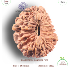 Load image into Gallery viewer, 24 Mukhi Rudraksha from Indonesia X
