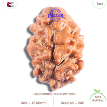 Load image into Gallery viewer, 2 Mukhi Rudraksha from Nepal - Bead No. 202