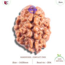Load image into Gallery viewer, 2 Mukhi Rudraksha from Nepal - Bead No. 204