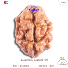 Load image into Gallery viewer, 2 Mukhi Rudraksha from Nepal - Bead No. 208