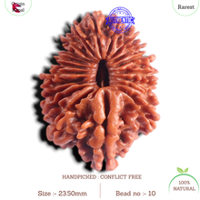 Load image into Gallery viewer, 20 Mukhi Nepalese Rudraksha - Bead No. 10