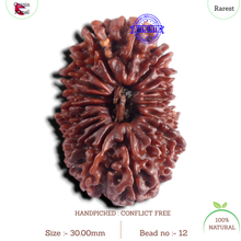 Load image into Gallery viewer, 20 Mukhi Nepalese Rudraksha - Bead No 12